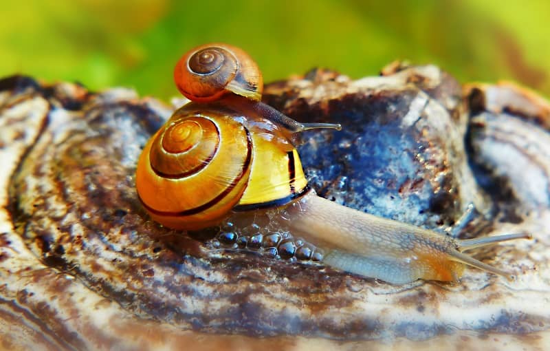 Snail slime