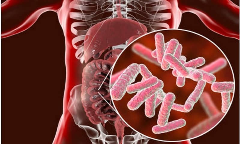 dietary fibre in gut