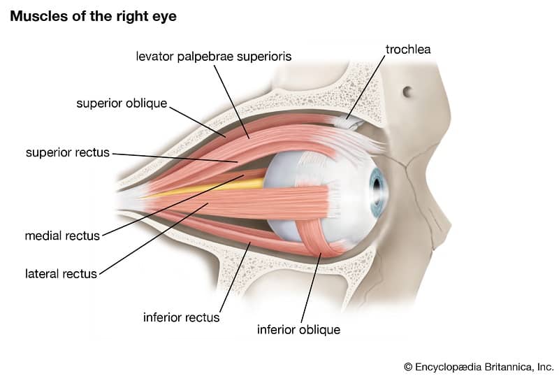 exercise eyelid muscles to get rid of ptosis