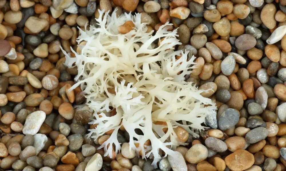 Does sea moss boost testosterone